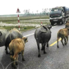 Trâu bò thả rông trên quốc lộ: Những cái chết từ sự vô cảm