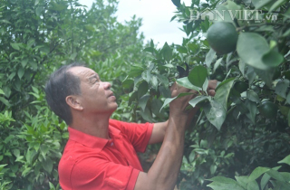 Nghèo loanh quanh, quay ra trồng cam Canh lại thành tỷ phú