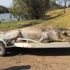 Cá sấu khổng lồ bị bắn chết, các chuyên gia Úc lo \'nội chiến\'