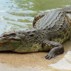 Xông vào đầm lầy, bắt cá sấu thủ lĩnh nặng 240 kg
