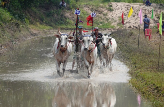 Hội đua bò của đồng bào Khmer