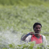 Ác mộng thuốc trừ sâu ở Ấn Độ