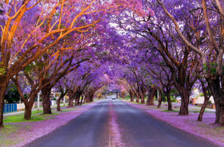 Mùa hoa phượng tím ở Australia