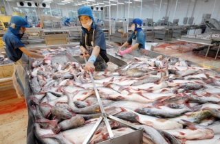 Hai \'ông vua\' thủy sản lao đao trong khủng hoảng