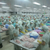 VASEP: Mỹ áp thuế chống bán phá giá cá tra từ Việt Nam cao vô lý
