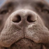 Chó ngửi mùi phát hiện… ung thư?