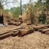 Đắk Lắk: Phát hiện vụ phá rừng trong vườn Quốc gia Yok Đôn