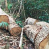 Phát hiện thêm vài chục khối gỗ hộp trên đỉnh núi Chư Jú, Gia Lai