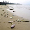 Hà Tĩnh: Khởi tố 2 cán bộ thôn nhận tiền làm hồ sơ hưởng đền bù sự cố môi trường biển