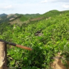 Nghệ An: Kỷ luật gần 50 cán bộ vì để cửa rừng… “mở”