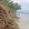 Nguy cơ mất đất, mất làng do sông Thu Bồn bị sạt lở