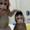 Nhân bản vô tính: Sau khỉ là con người?