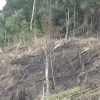 Phó Chủ tịch xã tham gia phá 2,5 ha rừng, công an vào cuộc