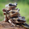Cặp vợ chồng Pháp khốn khổ vì ếch quá ồn ào trong mùa giao phối