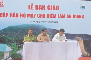 Gắn chíp cho cặp rắn hổ mây 'khủng' để thả về rừng