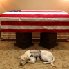 Chuyện xúc động về chó cưng của cố Tổng thống Bush “cha”
