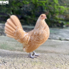Thú chơi gà vảy cá độc lạ giá đắt đỏ