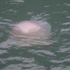 Không có đầu ra vì dịch COVID-19, sứa nổi trắng vịnh Hạ Long