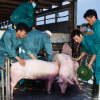 Ngày đầu tiên nhập khẩu lợn về Việt Nam: Chưa có doanh nghiệp đăng ký