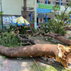TPHCM triển khai hàng loạt biện pháp quản lí, chăm sóc cây xanh trường học