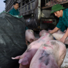 Giá lợn hơi hạ nhiệt, rời mốc 90.000 đồng/kg dù lợn Thái về chậm