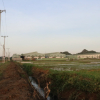 Hà Nội: Hàng trăm mẫu ruộng bị “bức tử” vì nguồn nước ô nhiễm