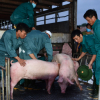 Triển khai ba giải pháp để giảm giá thịt lợn