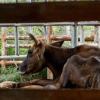 Đàn bò tót lai bị bỏ đói, gầy trơ xương ở Ninh Thuận được ứng tiền mua thức ăn