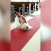 Video: Xúc động cảnh cô dâu không chân tự mình lết vào lễ đường