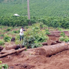 Chuyển đổi đất rừng trái phép, Công ty An Phú Nông bị phạt 251 triệu đồng