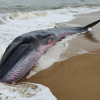 Cứu cá voi nặng 3 tấn dạt vào bờ biển ở Huế