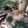 Lâm tặc “âm thầm” khai thác trái phép hơn 22,3m³ gỗ hương