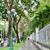 Sài Gòn nắng vỡ đầu: Những hàng cây cổ thụ 'dang tay làm máy điều hòa'