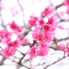 Hoa anh đào Nhật Bản nở rộ giữa lòng hồ ở Điện Biên