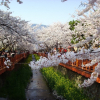 Điểm ngắm hoa anh đào đẹp nhất ở Nhật - Hàn