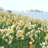 Cánh đồng hoa thủy tiên nở bạt ngàn ở thành phố của Nhật