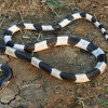 Bé 22 ngày chết vì rắn cắn, sự thật về lời đồn rắn thích mùi sữa mẹ