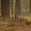 Hậu quả cháy rừng Australia