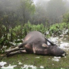 Hơn 200 con trâu, bò chết cóng sau 5 ngày miền Bắc rét kỷ lục