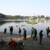 Người Hà Nội đến ngắm thiên nga bơi lội ở hồ Thiền Quang