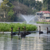 Đàn thiên nga ở hồ Thiền Quang được bảo vệ thế nào?