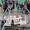 Dân mang ruồi đến bủa vây nhà máy xử lý rác ở Hà Tĩnh