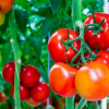 Tác dụng tuyệt vời của cà chua với sức khỏe