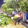 Cám cảnh du khách vượt rào, giành giật hoa ở đường hoa Nguyễn Huệ