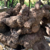 Nông dân đào được củ khoai vạc nặng 110kg