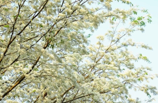 Mùa hoa sưa nở trắng trời Hà Nội