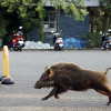 Những thị trấn Nhật bị lợn rừng hoành hành