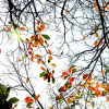 Mùa lộc vừng thay màu lá đẹp ngỡ ngàng ở Hồ Gươm