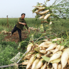 Nông dân vứt bỏ hàng nghìn tấn củ cải vì khó tiêu thụ