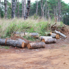 Đắk Nông: Chủ tịch xã nhận 350 triệu cho các đối tượng phá rừng